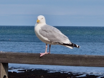 IMG-20250603-WA0029