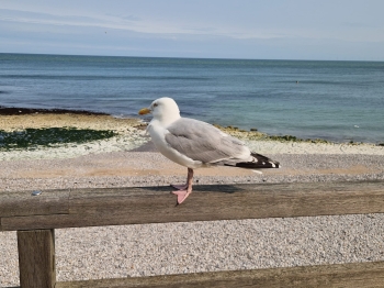 IMG-20250617-WA0052